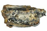Mammoth Molar Slice With Case - South Carolina #291072-1